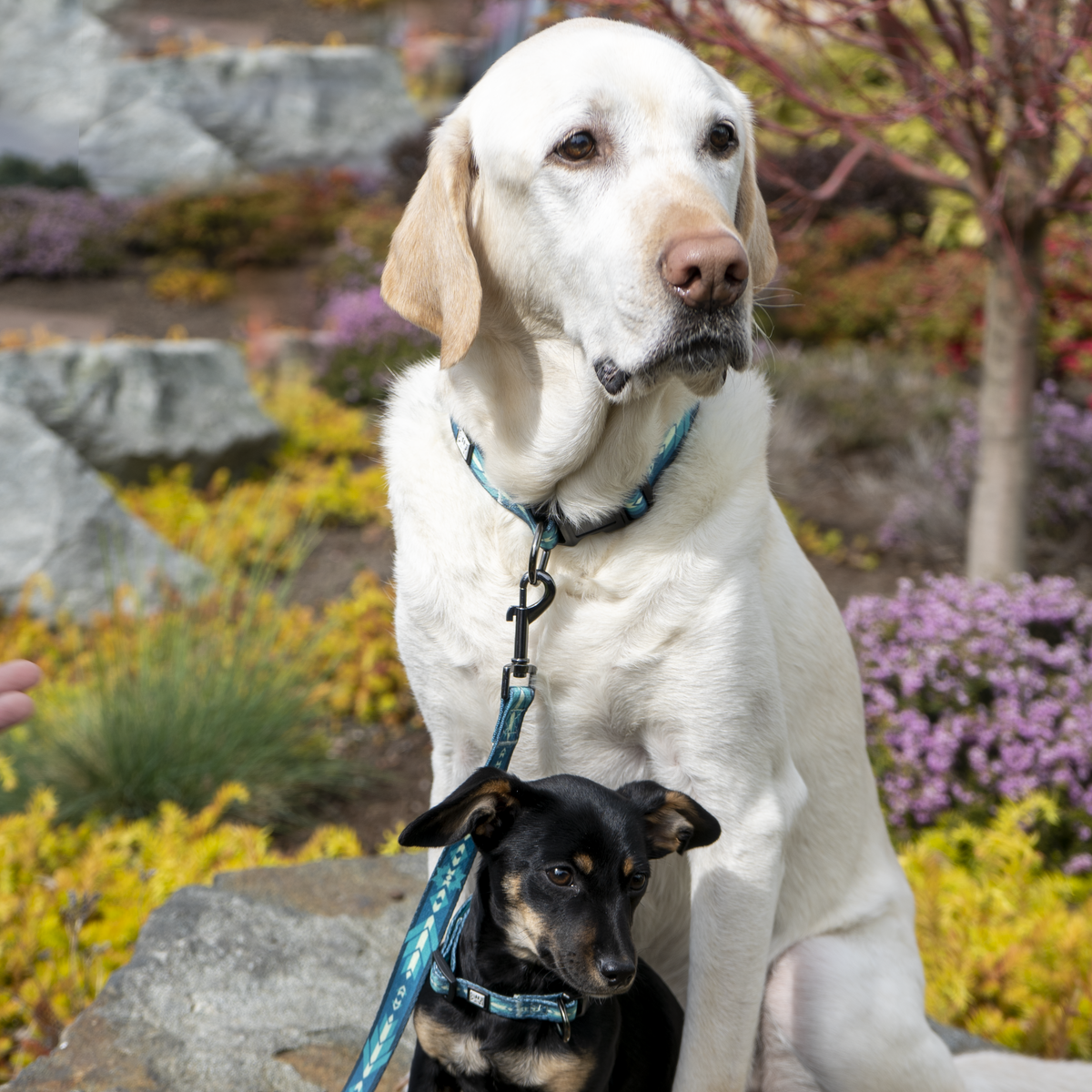 New Day Dog Collar Heart Berry