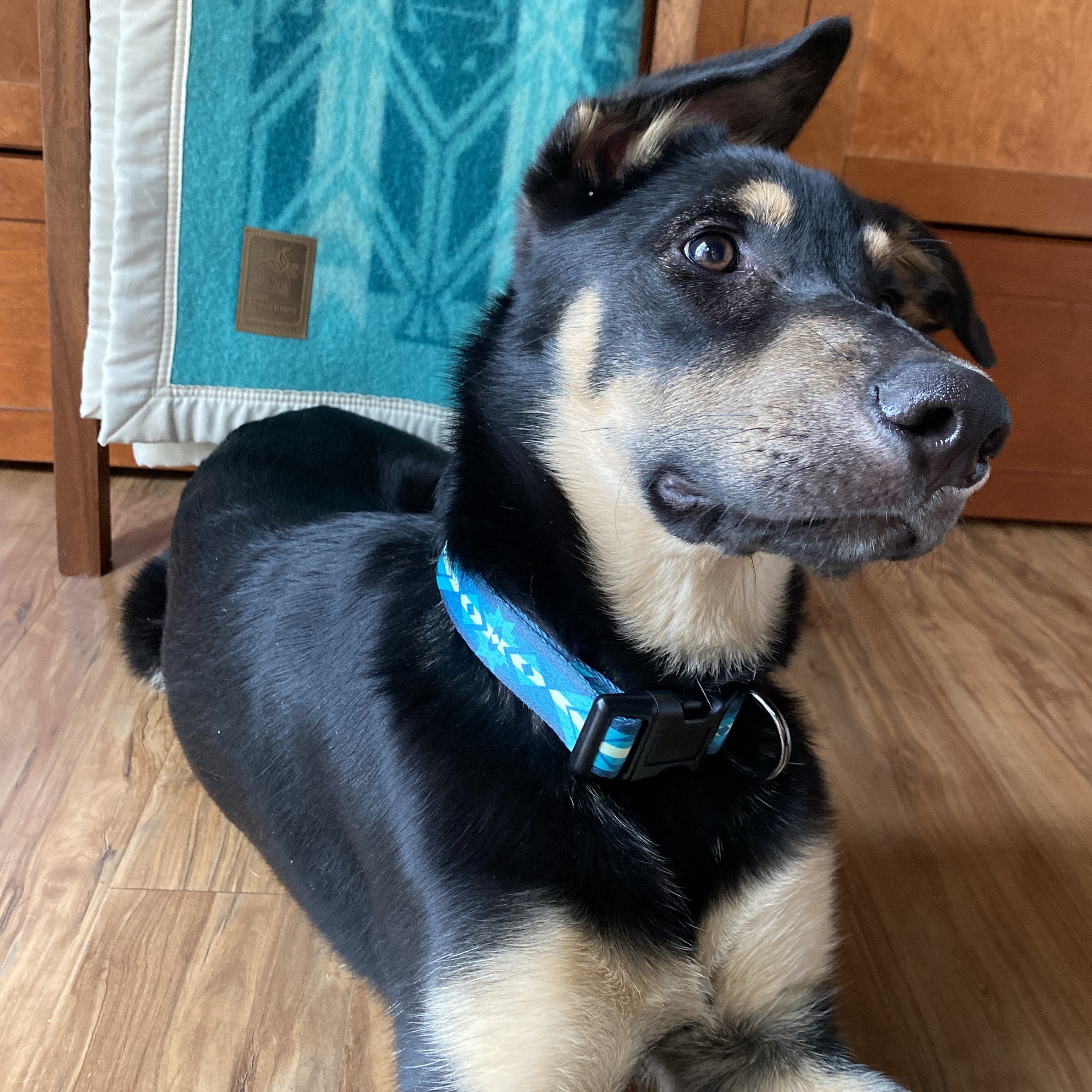 Lab Shepsky German Shepherd Lab Husky Mix