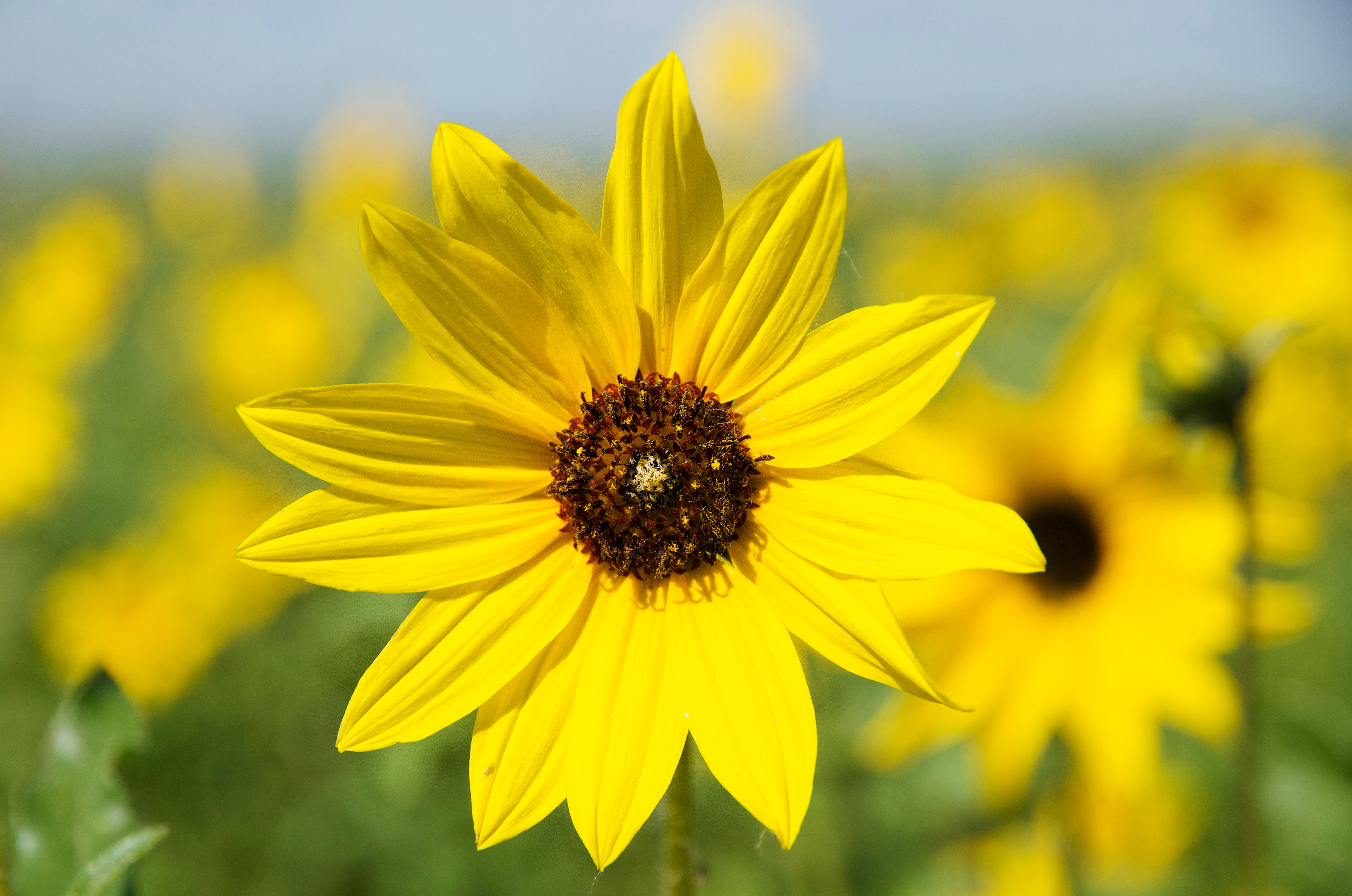 Prairie Sun T